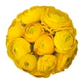 thumbnail image 4 of Yellow Ranunculus - Fresh Cut - 140 Stems, 4 of 8