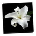 thumbnail image 2 of Gango Home Decor Lily on Black I by Jim Christensen (Ready to Hang); One 24x24in Hand-Stretched Canvas, 2 of 4