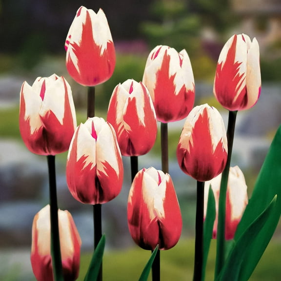 Red and White Tulip Bulbs for Planting - Quality Bulbs - (10 Bulbs)