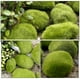 thumbnail image 5 of ColoMX 5 piezas de musgo artificial flocado, piedras de musgo simulado para macetas de bonsái, rocas decorativas de musgo falso para terrarios., 5 of 7