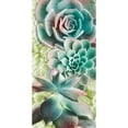 thumbnail image 3 of Prime, Marcus 9x14 Black Modern Framed Museum Art Print Titled - Adored Succulents 6, 3 of 5