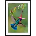 thumbnail image 2 of Art.com Green Violetear (Colibri Thalassinus) Feeding, Savegre, Costa Rica Photographic Print, Black Frame Wall Art, 21" x 29", 2 of 5