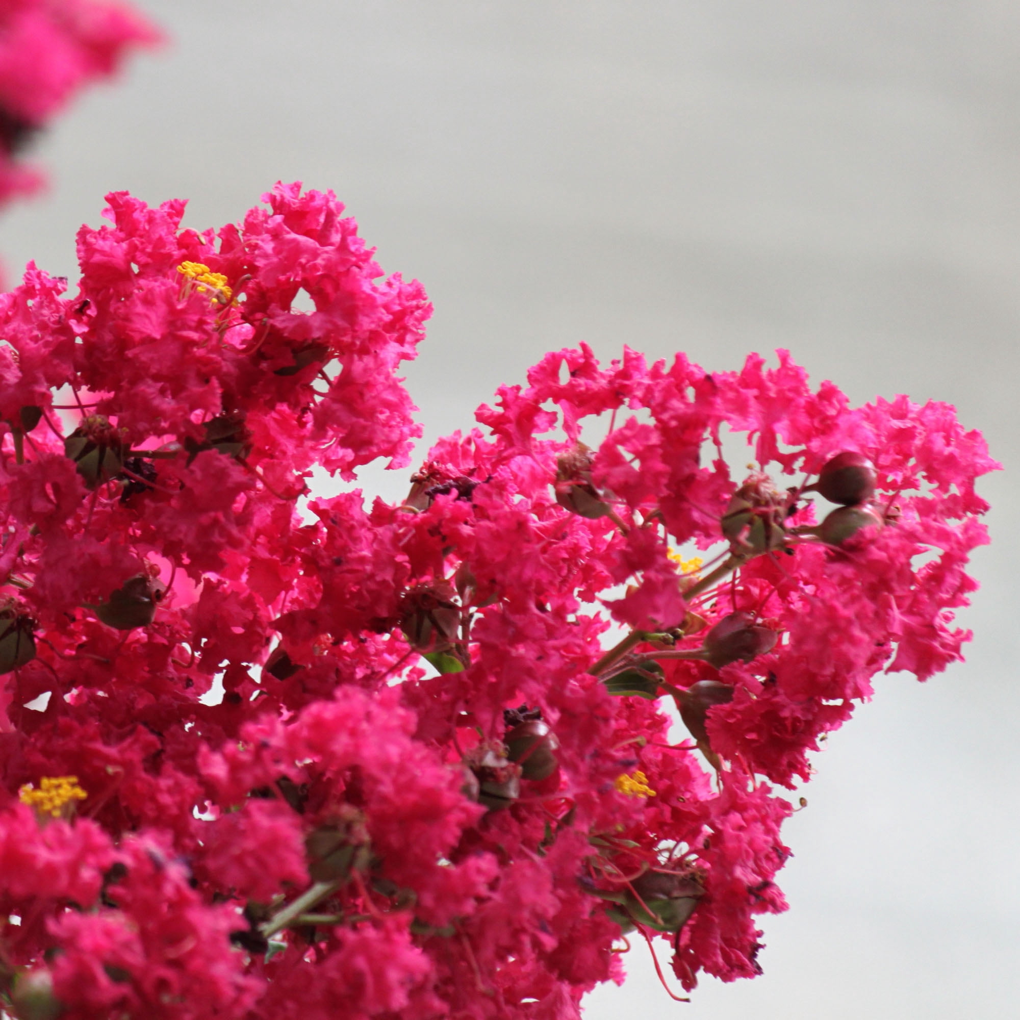 Expert Gardener Tuscarora Crape Myrtle Live Tree in 2.25-Gallon Grower Pot