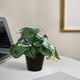 thumbnail image 5 of Planta artificial de Peperomia argyreia grandis en maceta | Hojas de plástico verde realistas | Pequeña decoración de suculentas de imitación para el hogar, la sala de estar, la oficina, el estante, 5 of 5