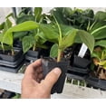 thumbnail image 2 of Cuban Red Banana - Live Plant, 2 of 5