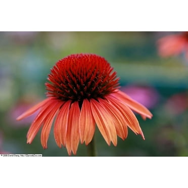 Daylily Nursery Big Sky Sundown Coneflower Live Plants in 3.5" Pot (3 Count)