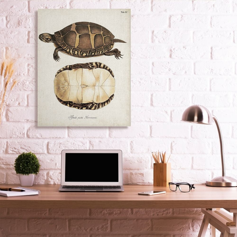 Stupell Industries Painted Turtle Shell Latin Scientific Animal Study Designed by Unknown Artist