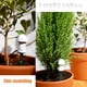 thumbnail image 5 of Medidor Humedad Del Medidor Humedad Barra Humedad Sensor Humedad Plantas Herramientas Agrícolas Y Jardinería (con Video), 5 of 6