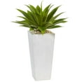 thumbnail image 1 of Agave in White Planter, 1 of 1