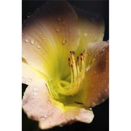 Flower with Dew Poster Print by Richard Wear - 11 x 17