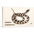 thumbnail image 1 of ARTCANVAS Rattle Snake Canvas Art Print by Mark Catesby - Size: 18" x 12" (0.75" Deep), 1 of 9