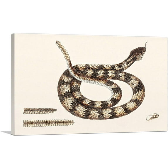 ARTCANVAS Rattle Snake Canvas Art Print by Mark Catesby - Size: 18" x 12" (0.75" Deep)