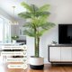 thumbnail image 3 of Yeshouse Palmera artificial de 1,8 m, triple tronco, set de 2 con maceta blanca, para interior o exterior, 3 of 6
