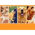thumbnail image 5 of Herramienta de aseo para perros de pelo medio-largo - Elimina el 90% del pelo muerto - Recomendación de limpieza profesional con un solo clic (naranja), 5 of 5