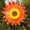 Orange, variant on Wind Mill for Yard and Garden,Garden Party Decor,Sunflower Yard Pinwheels, Wind Spinners Large Windmill Pinwheels for Garden, 360° Rotating Windmill Yard Art, Party Outdoor Decor(Yellow 14IN)