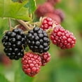 thumbnail image 4 of Navaho Blackberry Plant, 4-8 Inch Blackberry Plants Live for Planting, Outdoor Plant, 4 of 5