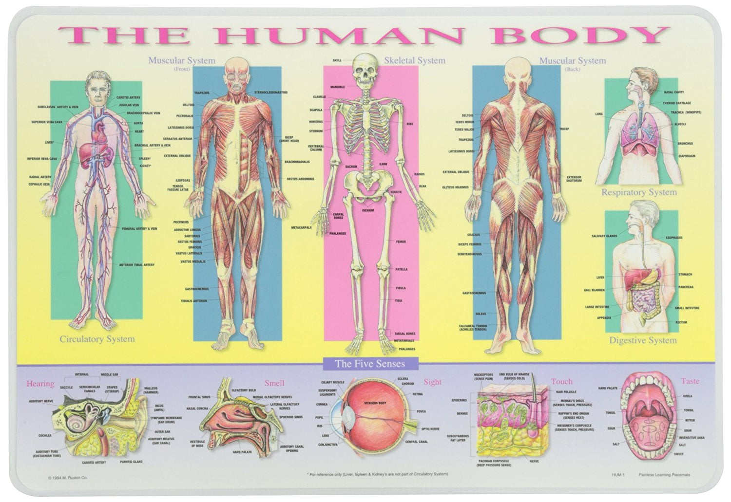 Painless Learning Educational Placemats Sets Solar System, Stars and Constellations, Human Body and Periodic Table Placemat Non Slip Washable