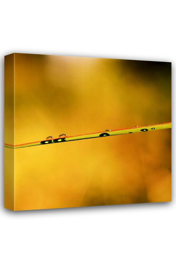 Bob Stefko 15x15 Gallery Wrapped Canvas Wall Art Titled - Simple Organics II