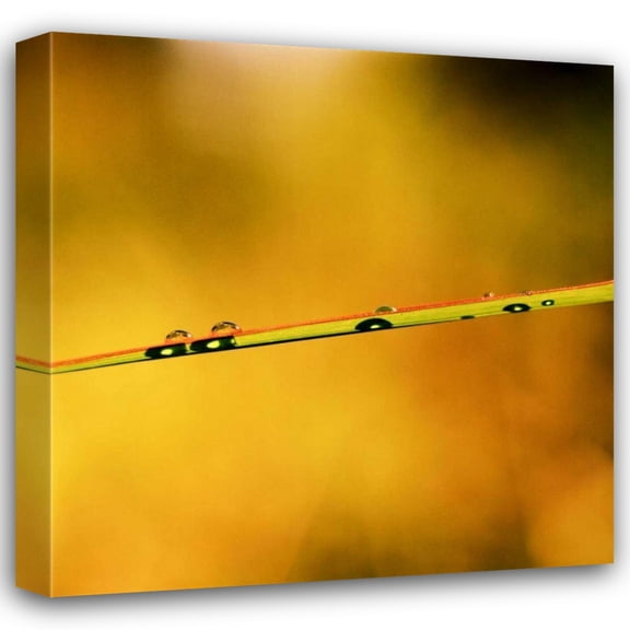 Bob Stefko 15x15 Gallery Wrapped Canvas Wall Art Titled - Simple Organics II