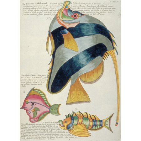 Colourful Illustration Of Six Fish Poster Print By Mary Evans