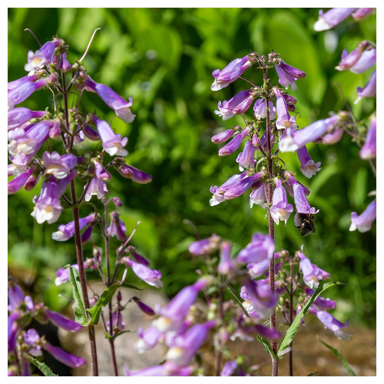 Everwilde Farms - 1 oz Hairy Beardtongue Native Wildflower Seeds - Gold Vault Bulk Seed Packet