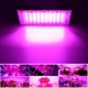 thumbnail image 2 of Indoor Plant Growing Lamp Full Spectrum LED Grow Light for Succulents Mini Bonsai, 2 of 5