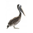 thumbnail image 2 of Pelican Profile Wall Decal Wallmonkeys Peel and Stick Animal Graphics (36 in H x 24 in W) WM502937, 2 of 4
