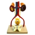 thumbnail image 4 of Eisco Labs Male Urinary System Model, Life Size, Free Standing, 15 Inches Tall, 4 of 5
