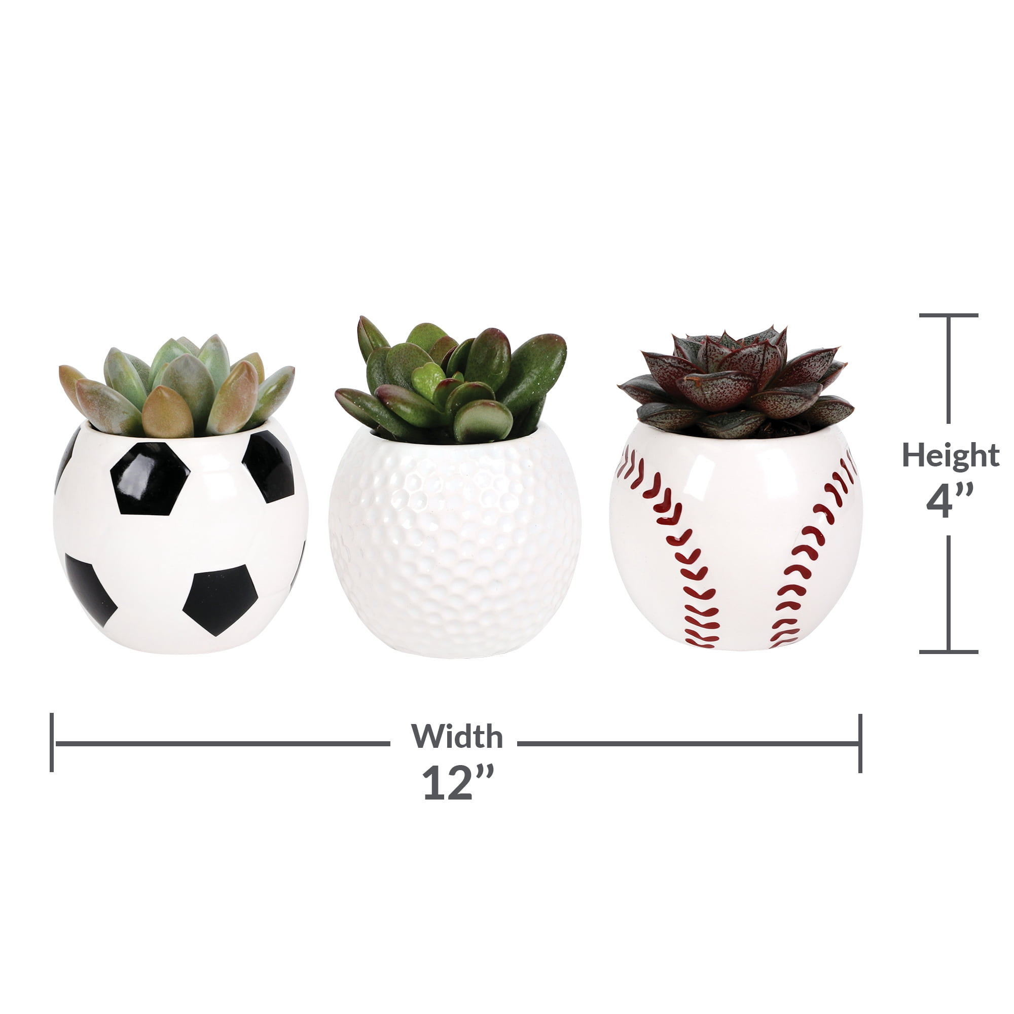 Green Circle Growers 2.5in Echeveria Succulent 3-Pack in Ceramic Pots
