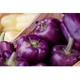 thumbnail image 5 of TomorrowSeeds - Purple Beauty Bell Pepper Seeds - 300+ Count - For 2026 Planting Majestic Violet, 5 of 11