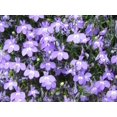 thumbnail image 3 of 200 LILAC Purple LOBELIA REGATTA Lobelia Erinus Flower Seeds, 3 of 5