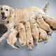 thumbnail image 3 of Collar de identificación para cachorros, collares de seguridad desmontables ajustables para mascotas, 12 unidades por juego, 3 of 5