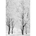 thumbnail image 2 of BSDHOME Polyester 5x7ft White Accumulated Snow covered Tree Photography Backdrop Winter Photo Background for Christmas, 2 of 3