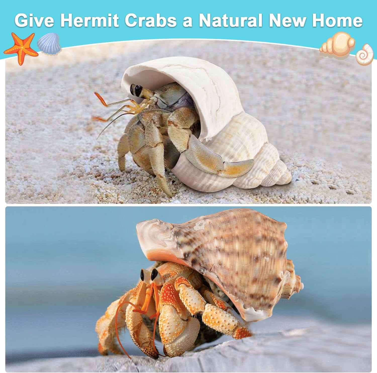 Mixed Seashells Assorted Rare Colorful Natural Mix Sea Shells Beach Home Decor Tropical Art Craft Fish Tank Aquarium Ocean House Decoration