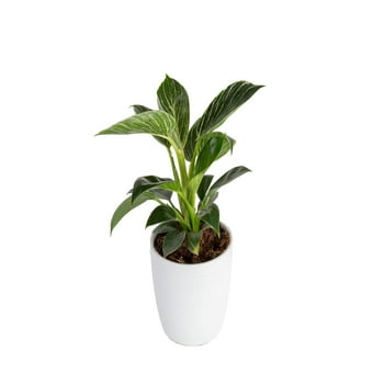 Costa Farms s with Benefits Live Indoor 6in. Philodendron Birkin  in Decor Pot