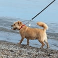 thumbnail image 6 of Play Martingale Collar, 6 of 11