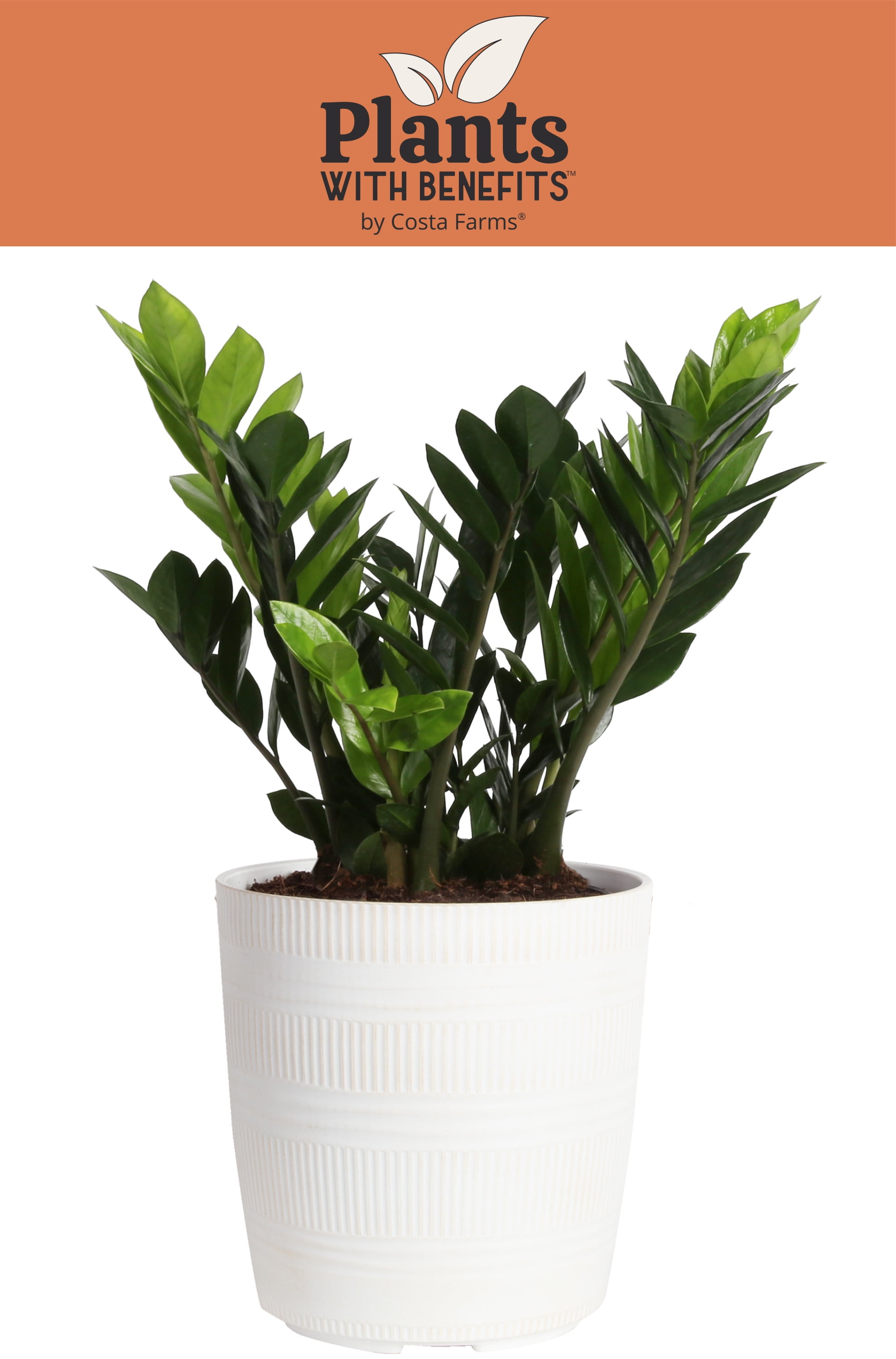 Plants Rare and Original ZZ Plant Varieties Raven Zamioculcas