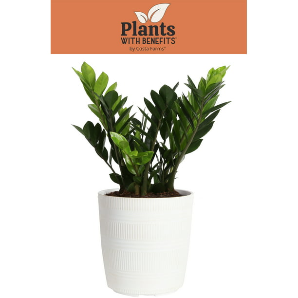 Costa Farms Plants with Live Indoor and Outdoor 24in. Tall Green ZZ Plant; Medium, Indirect Light Plant 9.25in. Décor Pot - Walmart.com