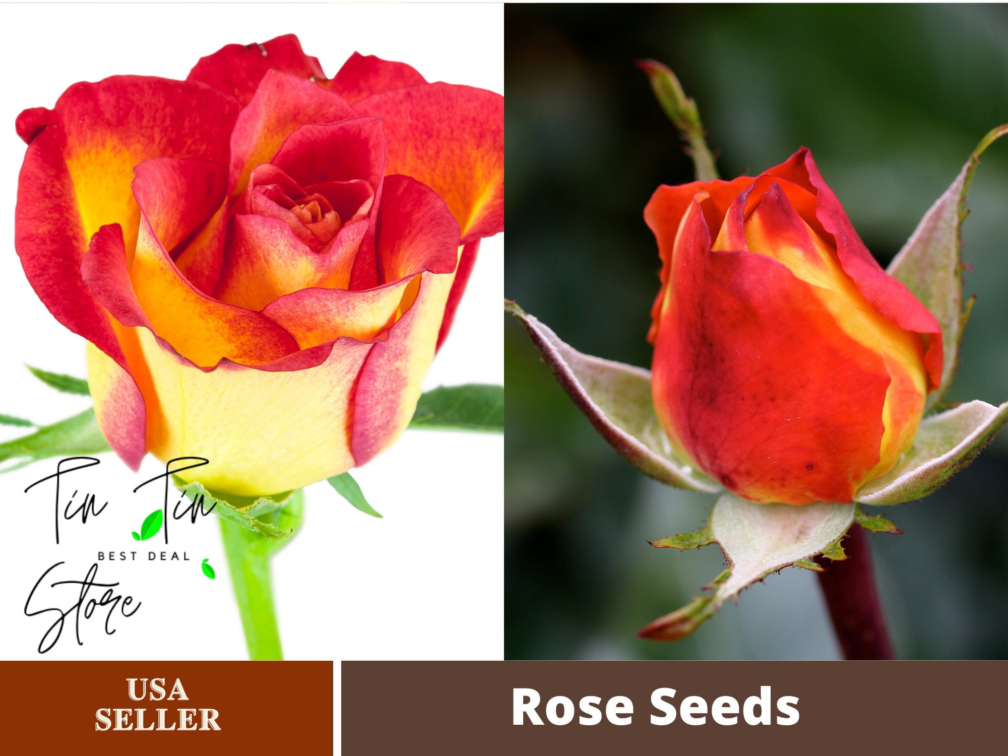 30 Rare seedKetchup&Mustard Rose Bush1096BUY 4 GET 1 FREEAuthentic