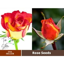 30 Rare seed-Ketchup&Mustard Rose Bush#1096-BUY 4 GET 1 FREE-Authentic Seeds-Rose seeds-Herb seeds-Vegetable Seeds-Mix Seeds for Plant- B3G1