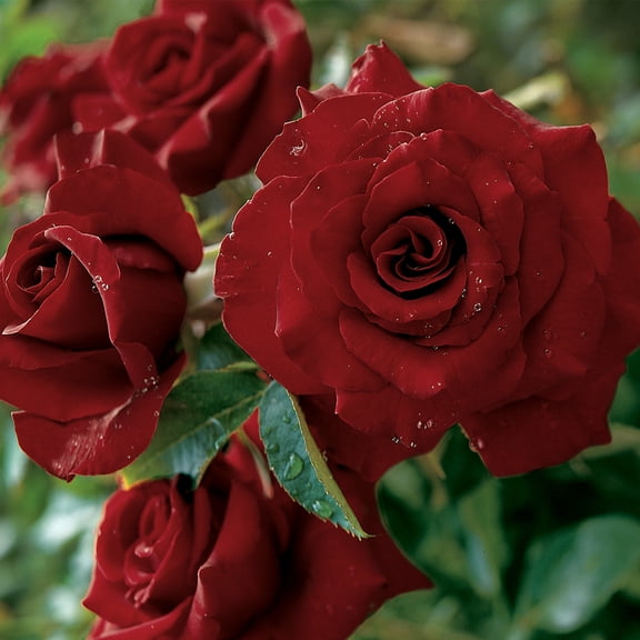 Van Zyverden Roses Black Magic® 1 Root Stock Black Partial Sun Perennial Fragrant 3 lbs