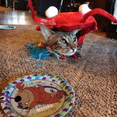 thumbnail image 6 of Crayfish Pet Costume Cat Hat Dog Clothes Autumn Winter Outfit Halloween YingMart Cosplay (LobsterCostume, M), 6 of 9