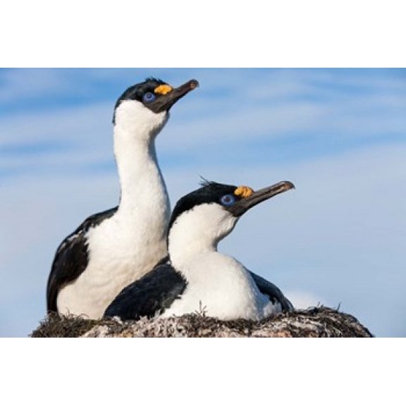 Blue-eyed Shags on its nest Petermann Island Antarctica Canvas Art - Paul Souders  DanitaDelimont (19 x 12)
