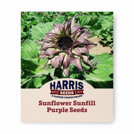 Harris Seeds SunFill Purple F1 Sunflower Pollen-Free Single Stem Cut Flower Variety 250 Count