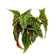 thumbnail image 3 of Harmony's Bird of Prey Angel Wing Hybrid Cane Begonia, 6 inch, Green with White Dots Silver Tip Gnarly Leaves, 3 of 4
