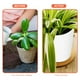 thumbnail image 5 of GOOHOCHY 5 macetas de plástico para flores, macetas para bonsái, macetas de jardín, 5 of 8