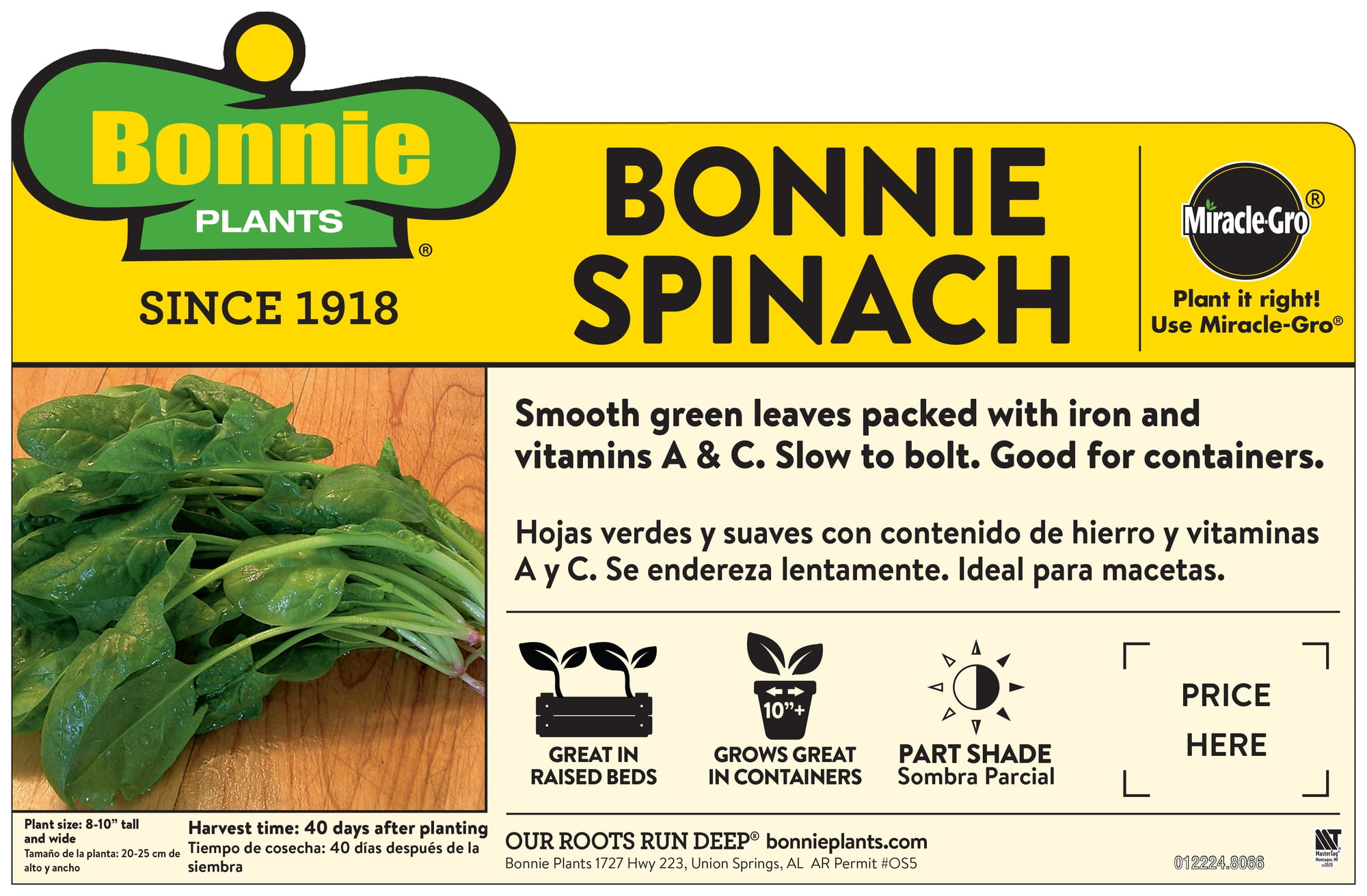 Bonnie Plants 12" Spinach Live Plants in 4" Grower Pots (2 Count)