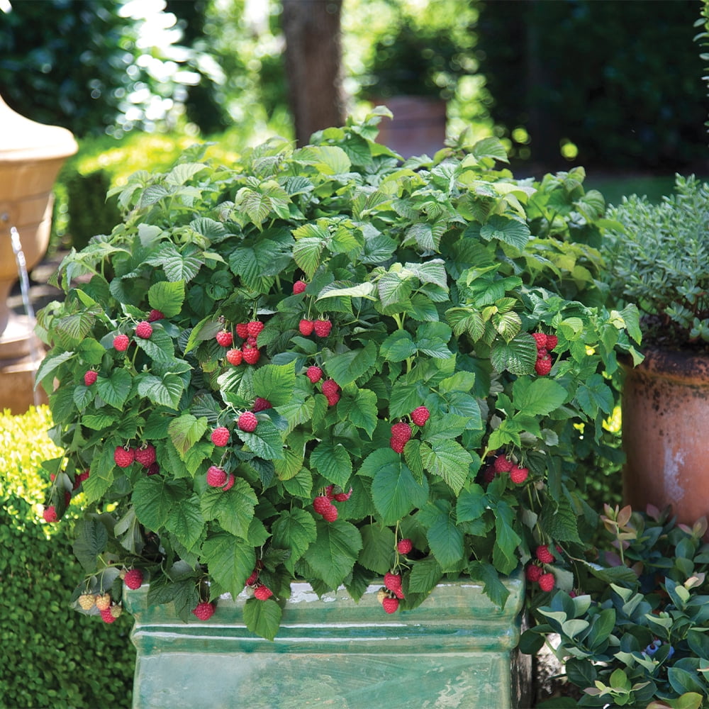 Bushel & Berry Raspberry Shortcake Live Shrub in 2-Gallon Grower Pot