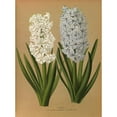 thumbnail image 2 of Arentine H. Arendsen 11x14 Gold Ornate Wood Frame and Double Matted Museum Art Print Titled - Hyacinths 1.D.W. La Tour D'Auvergne 2. S.B. Grand Lilas (1872-1881), 2 of 4