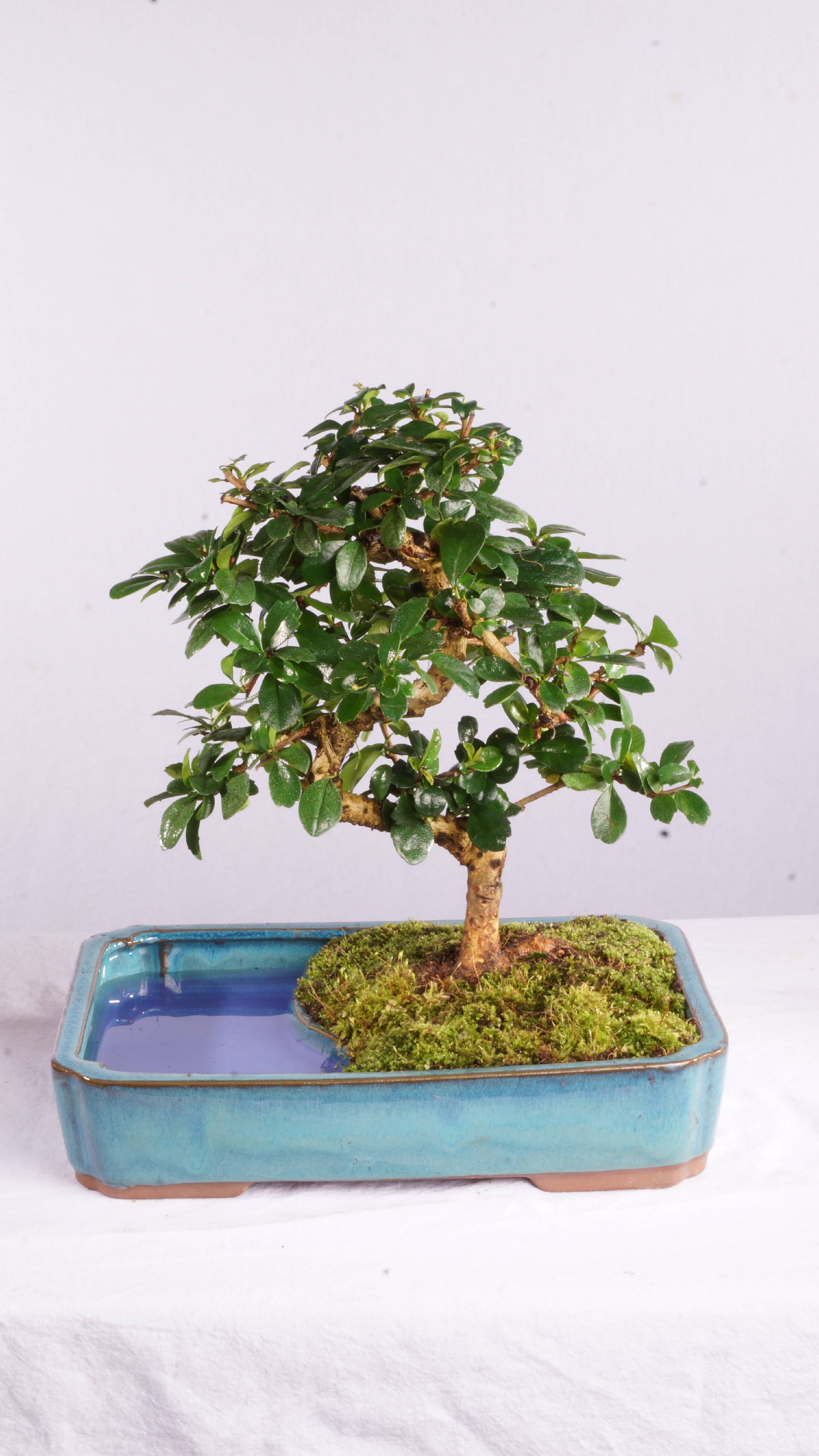 Brussel's Fukien Tea Bonsai in Land Water Pot